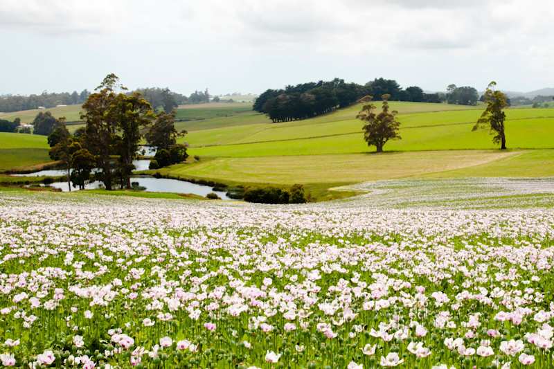 Tea Tree