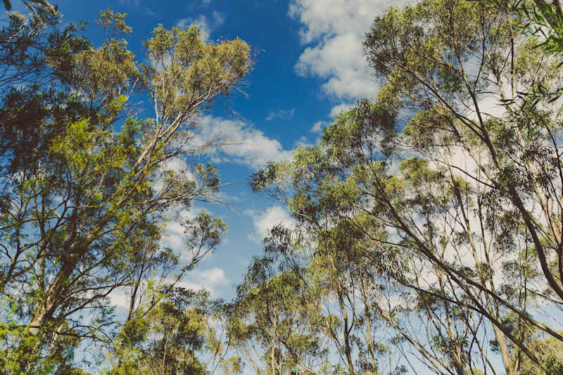 image upload c_limit,f_auto,w_800 v1780450493 house-and-land-estates suburbs huntingfield